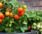 Las 10 hortalizas ideales para plantar en tu primer huerto