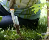 Jardinería Terapéutica: Cómo Cultivar Bienestar a través de las Plantas